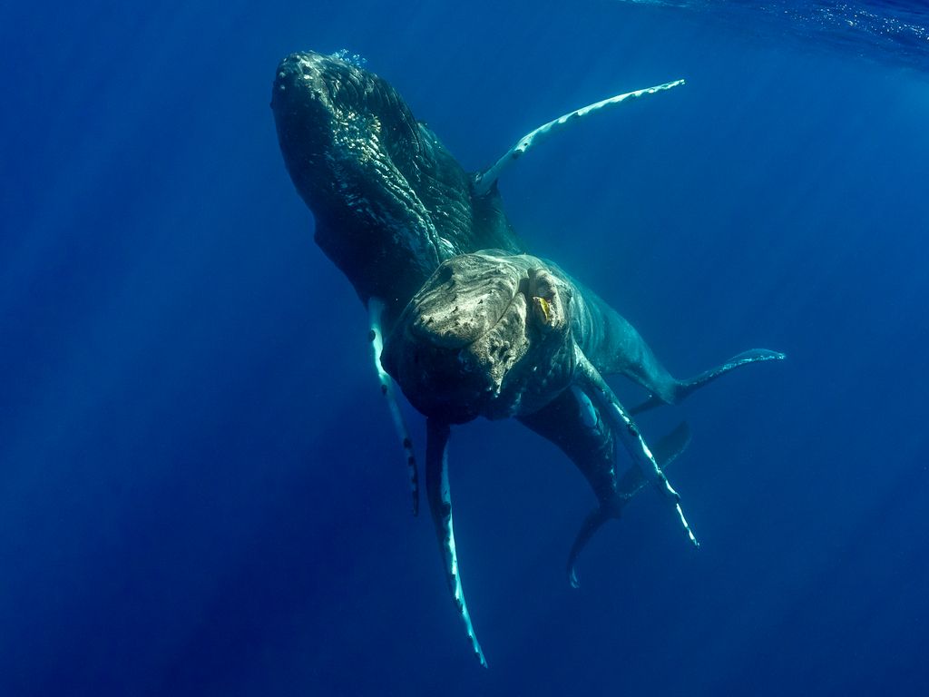 Two adult male humpback whales seen off Maui on Jan. 19, 2022. The healthy whale (on top) has its penis inserted into the genital opening of the ailing whale, which has an injury on its jaw. (Photo courtesy Pacific Whale Foundation)